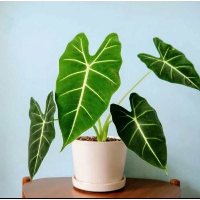 Tanaman Hias Keladi Neon/Keladi Neon Brazilia