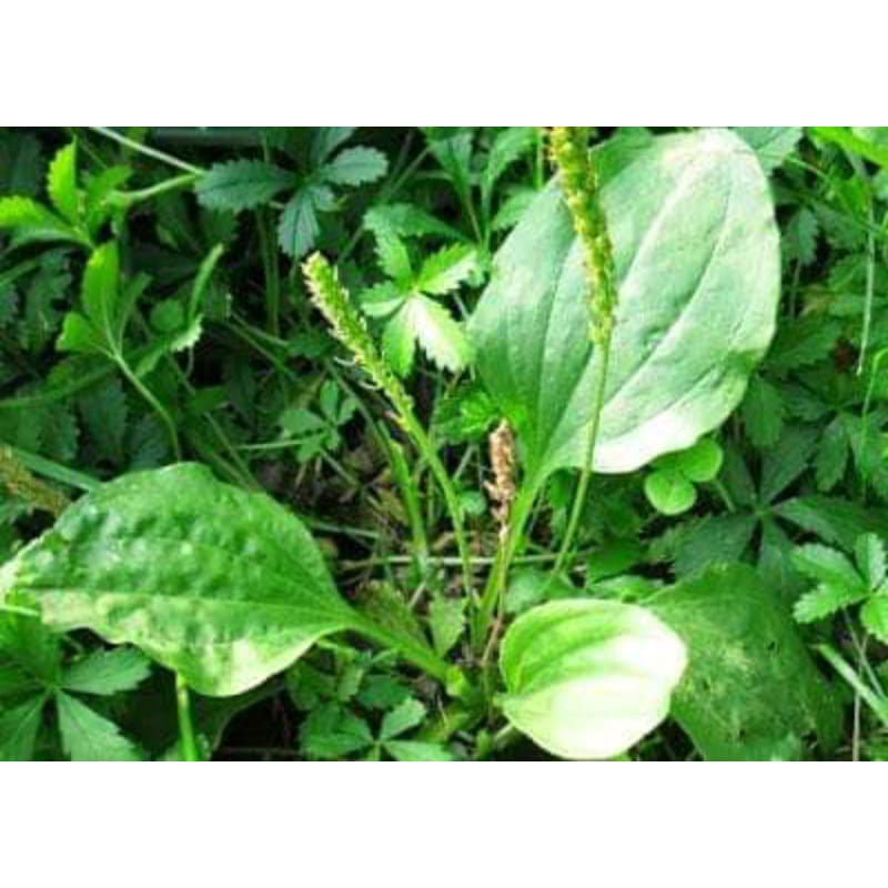 

Daun Ki urat Herbal 500Gram Fresh Terlaris Obat Herbal Alami