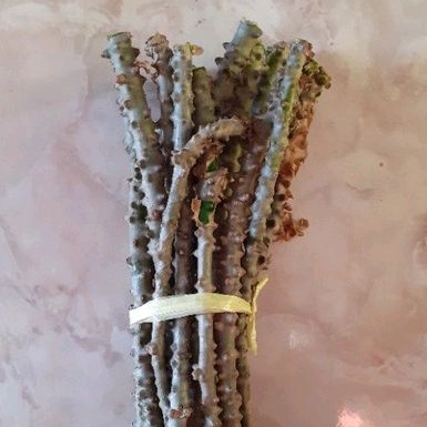 

brotowali patrawali 5 batang