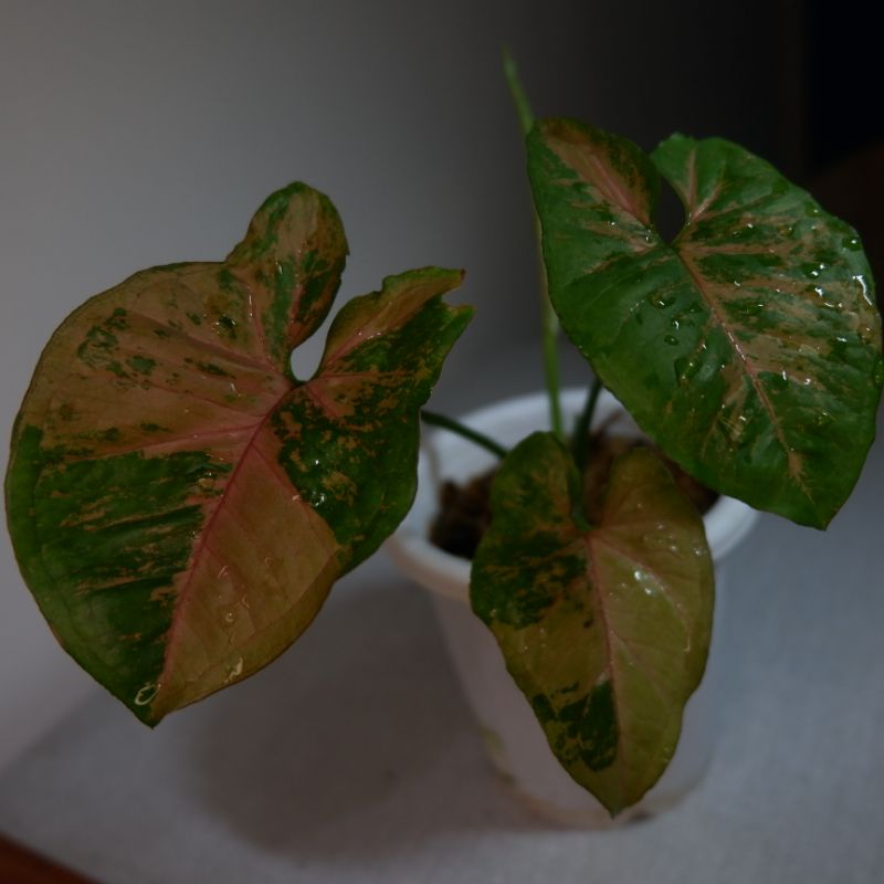 Syngonium pink flacked / syngonium pink flecked