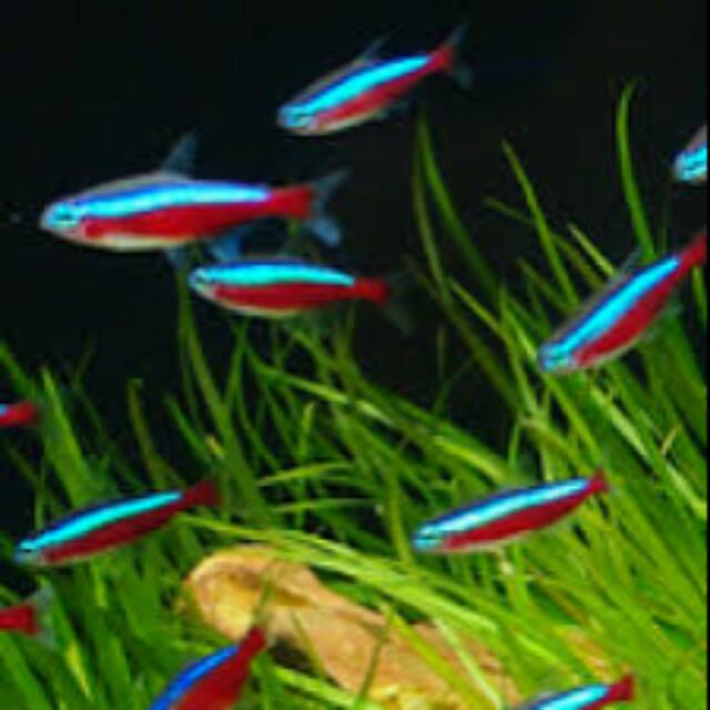 

Ikan cardinal