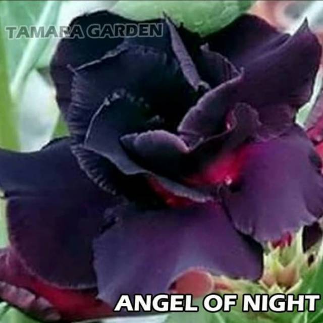 Bibit Bunga Kamboja Adenium Angle Of Night