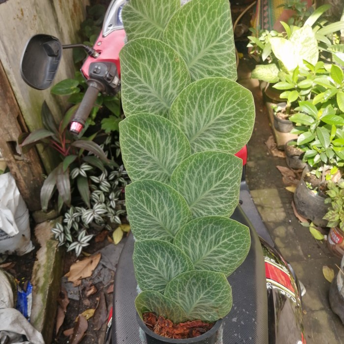 Rhaphidophora cryptantha I