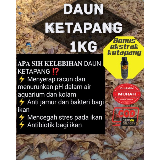 Daun Ketapang 1 kg kering belum diolah