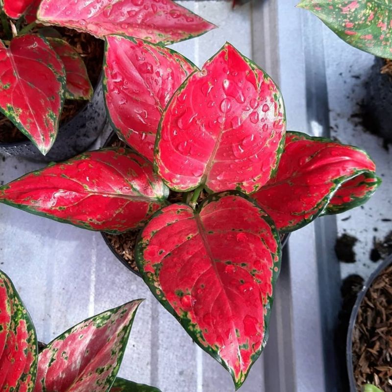 BISA COD ✅ AGLONEMA RED ANJA || AGLONEMA MURAH AGLONEMA RED TANAMAN AGLONEMA TANAMAN HIDUP TANAMAN H