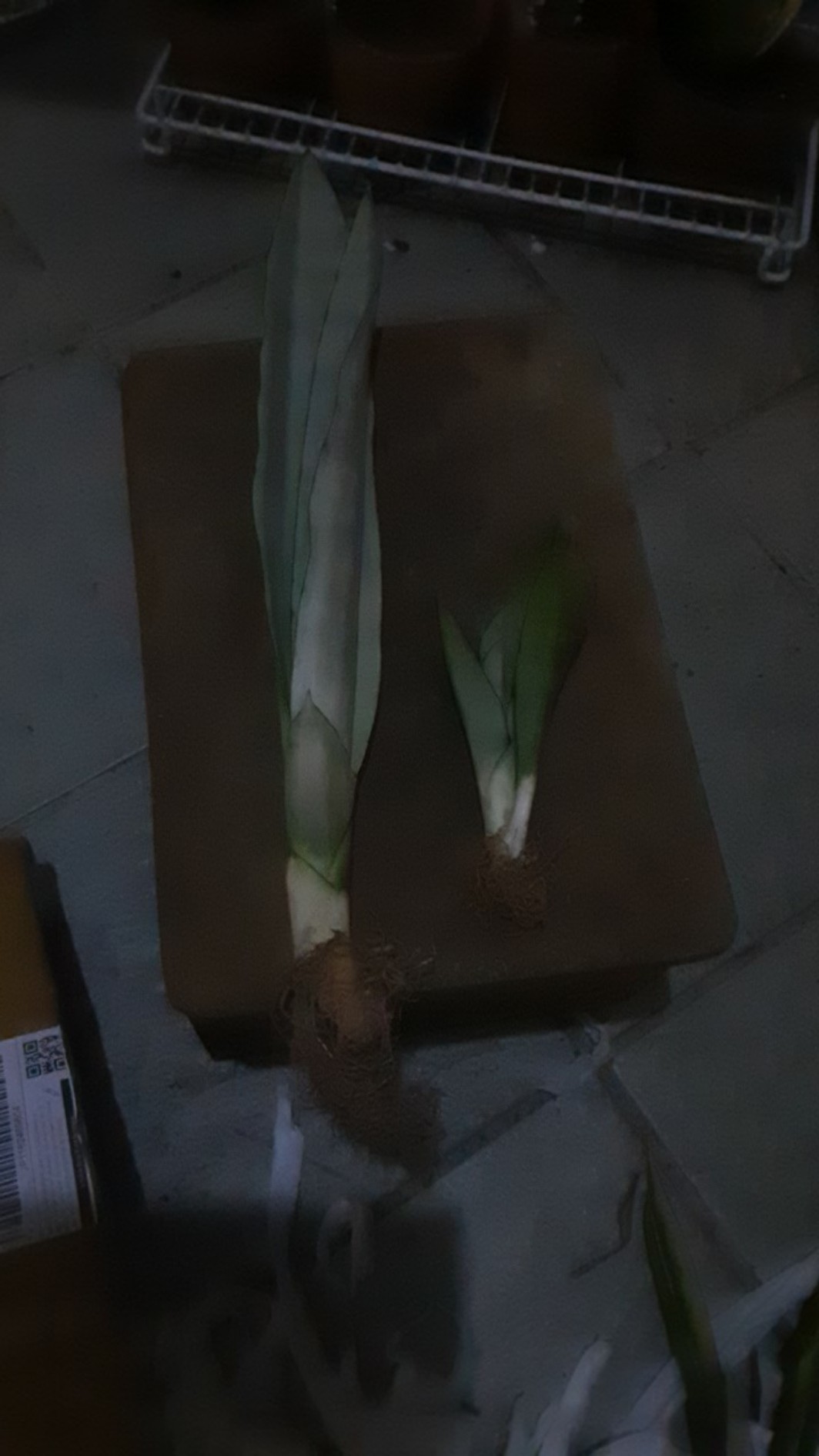 Sansevieria Trifasciata Silver Queen