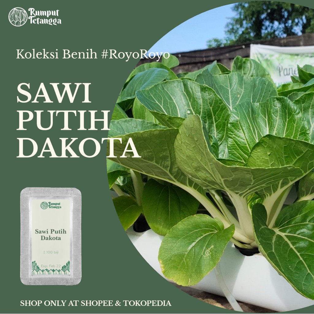 BENIH SAWI PUTIH DAKOTA