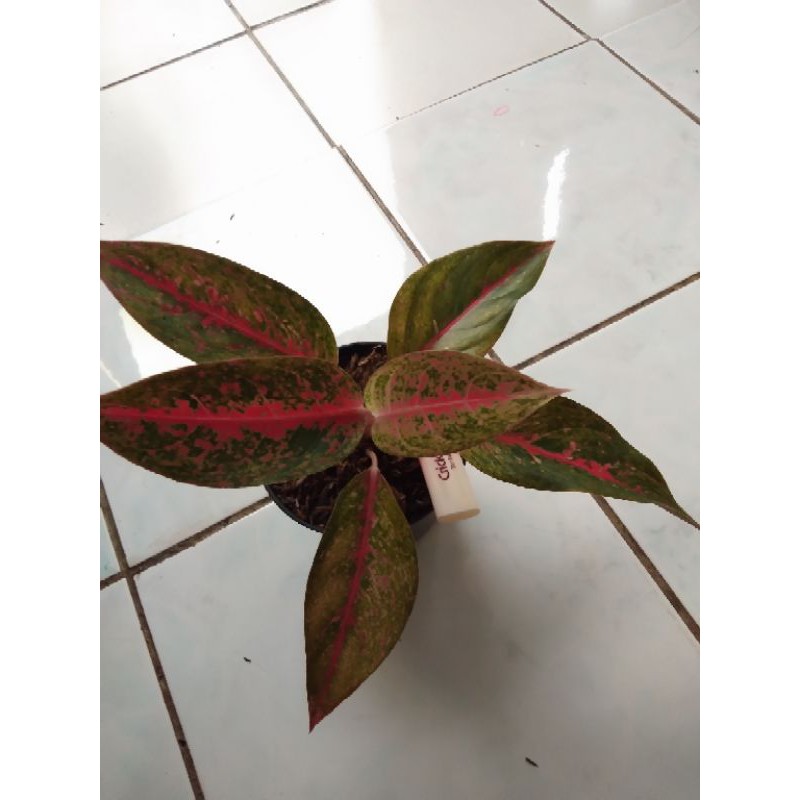 Aglonema srikandi thailand