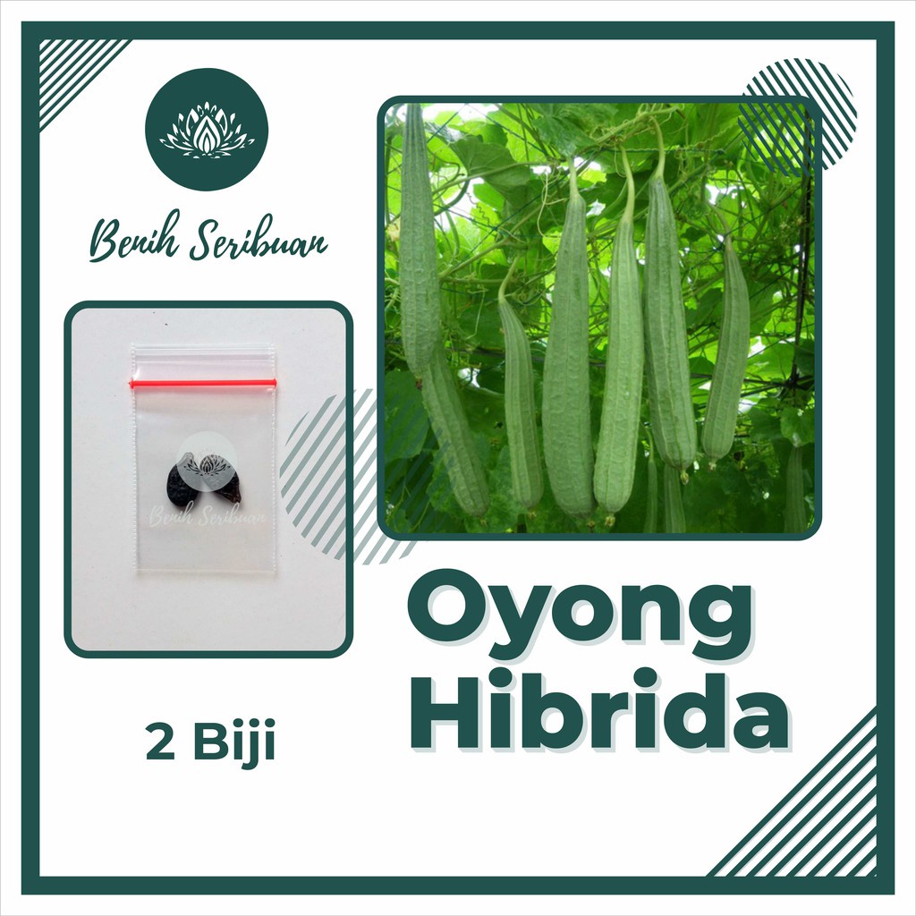 2 Biji Benih Oyong Hibrida F1 Grandia Bibit Sayuran Rambat Gambas Unggul Tanaman Sayur Seribuan