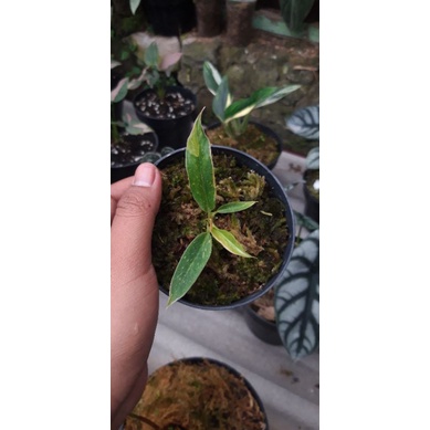 Philodendron Ring Of Fire
