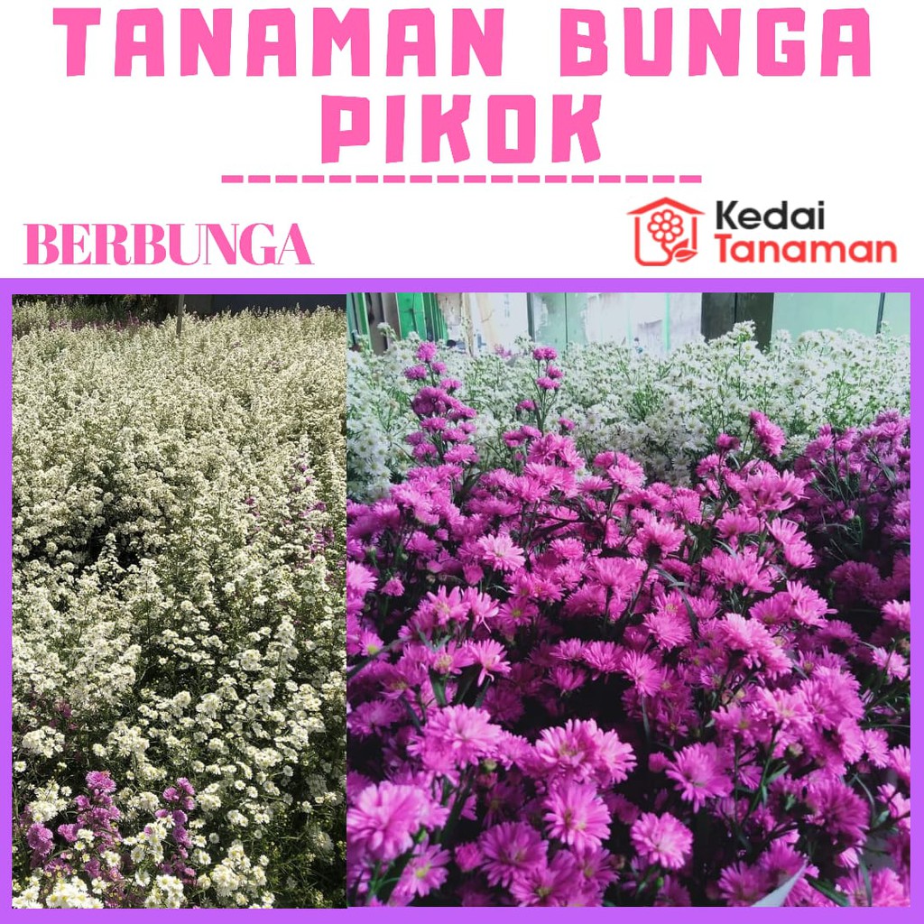 Tanaman Hias Bunga Pikok (Berbunga) murah