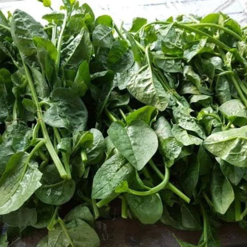 

BSM | TERMURAH Daun Raja Segar 500gr - 1kg / Daun Raja / Sayur Daun Raja Segar | Sayur online