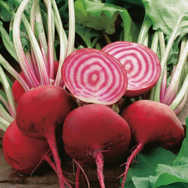 Benih Bibit Biji - Beetroot Chioggia Stripe Candy (Beta Vulgaris) Buah Bit Motif Spiral Seeds - IMPORT