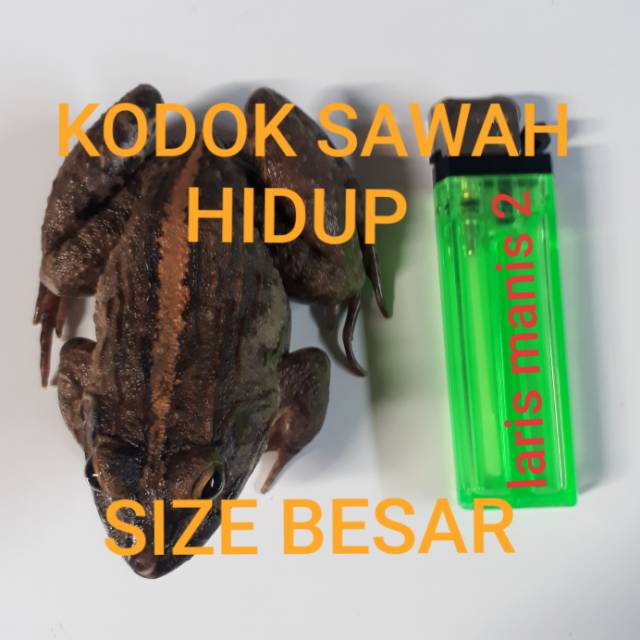 Kodok sawah-katak sawah besar