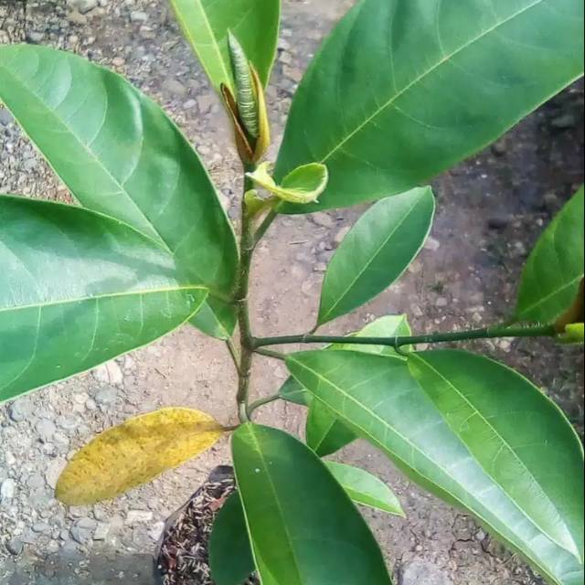 Bibit Cempedak Okulasi // Bibit Nangka Jenis Cempedak unggul