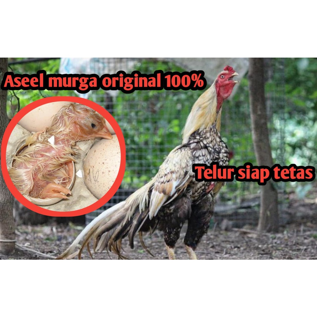telur ayam bangkok aduan aseel murga original