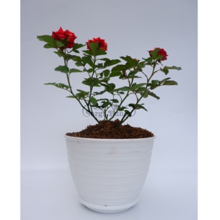 Tanaman Bunga Mawar (rosa multiflora)Indukan Super Besar Mawar Holland