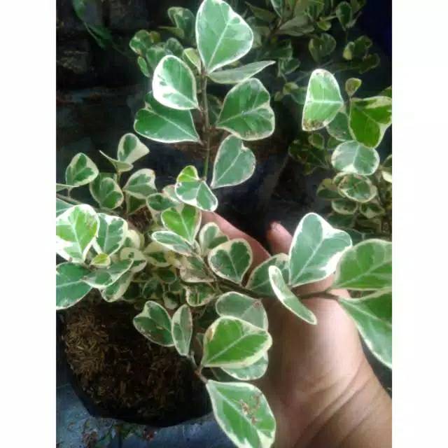 Kupu kupu varigata - Tanaman hias beringin kupu kupu varigata - not beringin korea