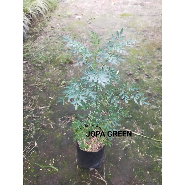 Bibit Tanaman Herbal Daun Inggu