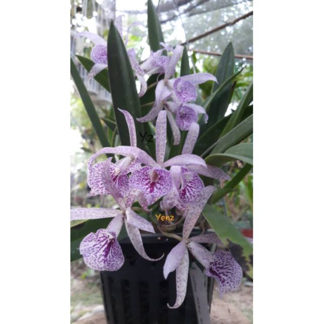 Anggrek Brassavola maikai Mayumi rumpun besar