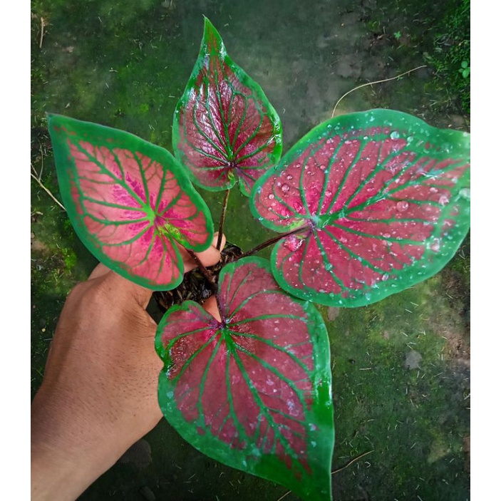 Caladium Tambuna
