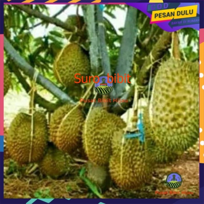 biibit durian musangking Tambulampot