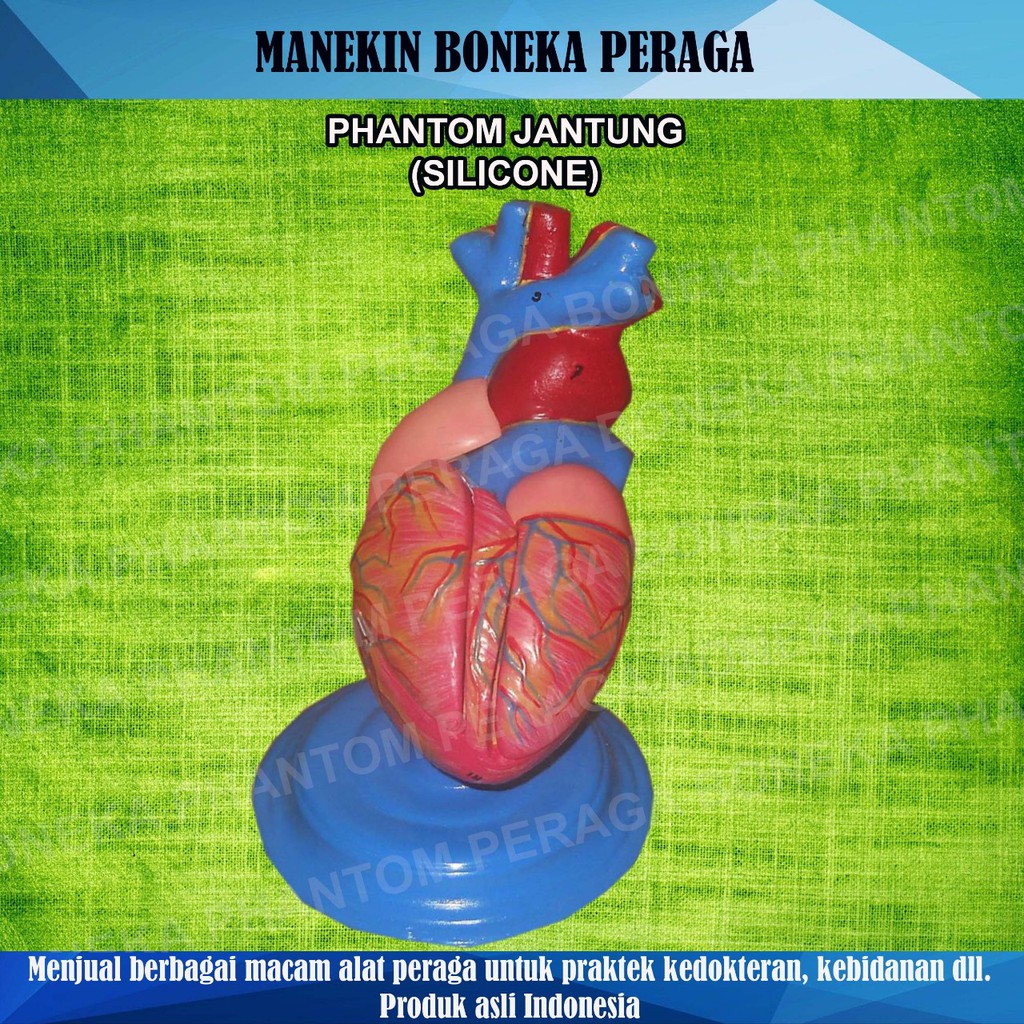 MANEKIN / PHANTOM / ALAT PERAGA ANATOMI JANTUNG / SILLICONE / SILIKON