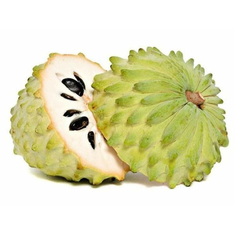 bibit srikaya//biji buah srikaya