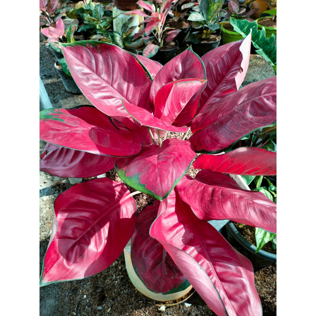 Aglonema Suksom Merapi Dewasa