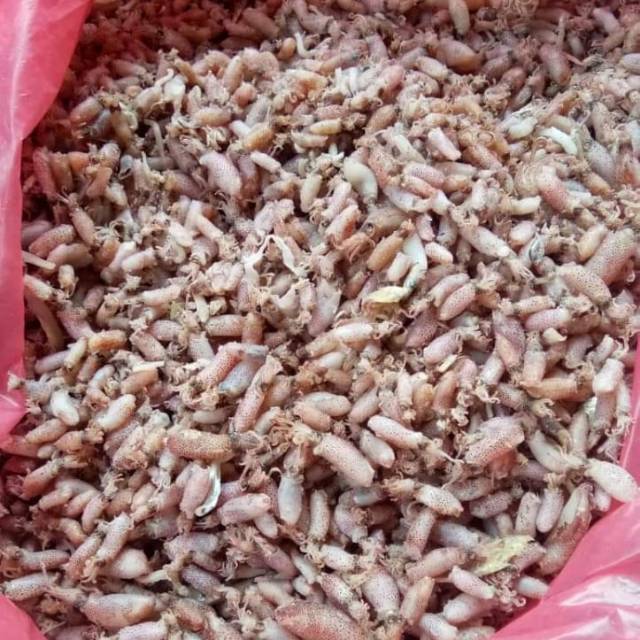 

Ready Baby cumi super 500gram