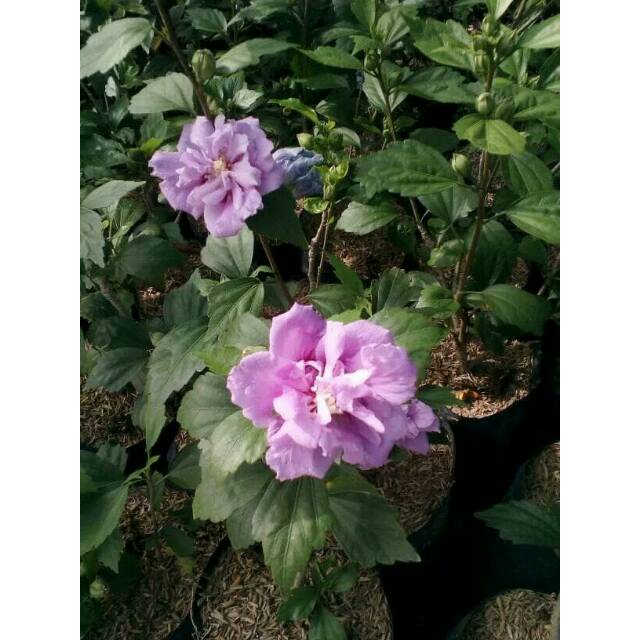 bibit tanaman bunga sepatu tumpuk  pink asli