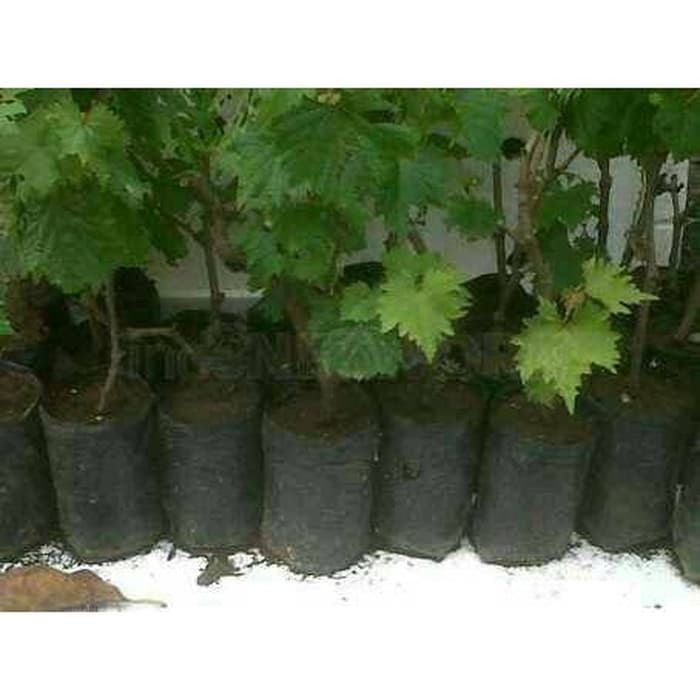 Bibit Anggur Hijau Lokal berkualitas / bibit Anggur lokal