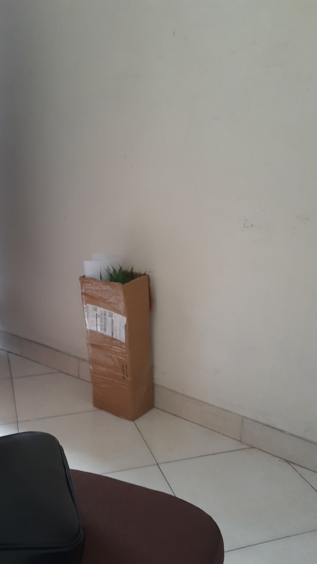 Bibit Tanaman Sri Rejeki