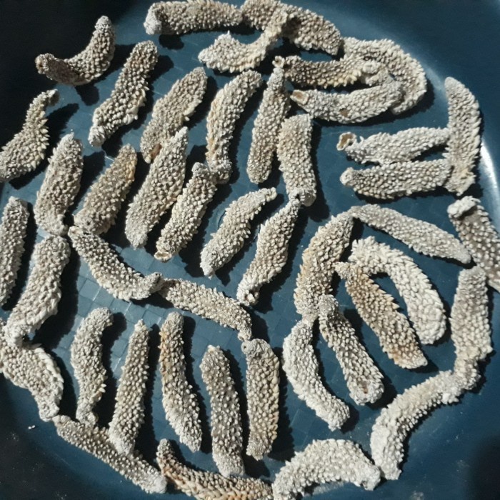 

TERIPANG DURI HAISOM QUALITY / TERIPANG LAUT GAMAT KERING - 250 gram