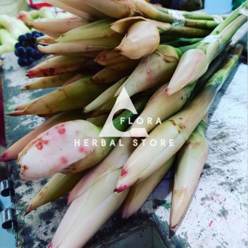 

Bunga kecombrang I combrang bahan masakan khas I siap olah