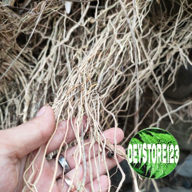 

Akar bambu kering asli ORIGINAL PER 100 Grm