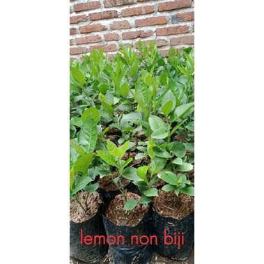 

Lemon. non biji