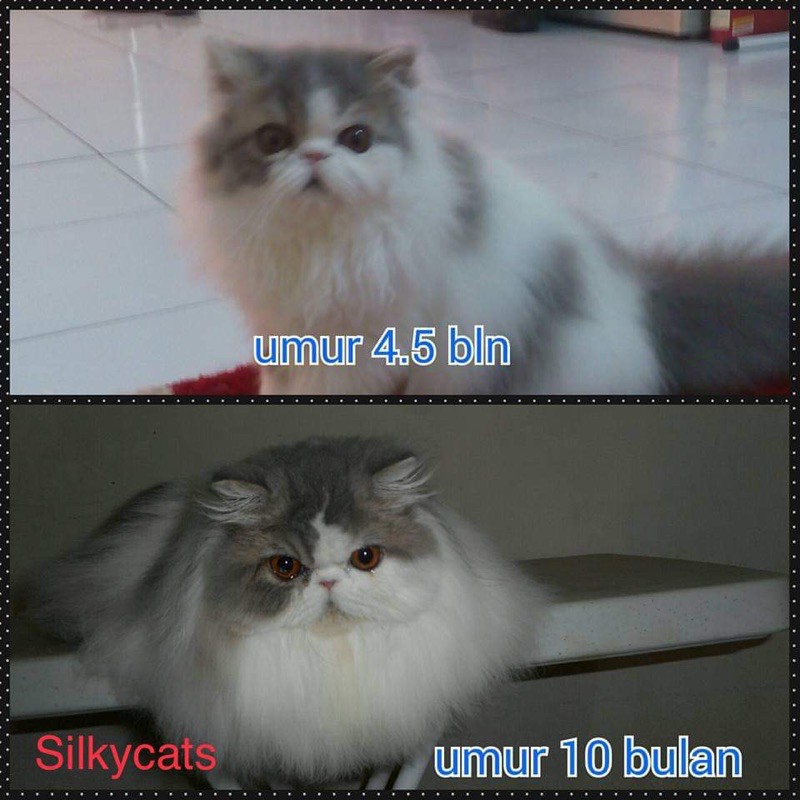 Vitamin penambah nafsu makan , imunitas &amp; bulu kucing. PURRZONE BODYMAXX. Multivitamin harian kucing