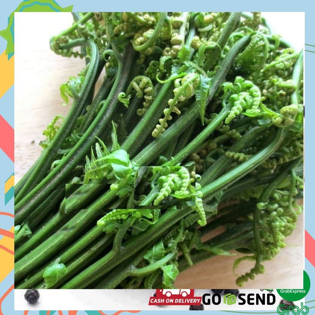 SAYUR PAKIS / SAYURAN SEGAR 1 IKAT FRESH CHERILSTORE