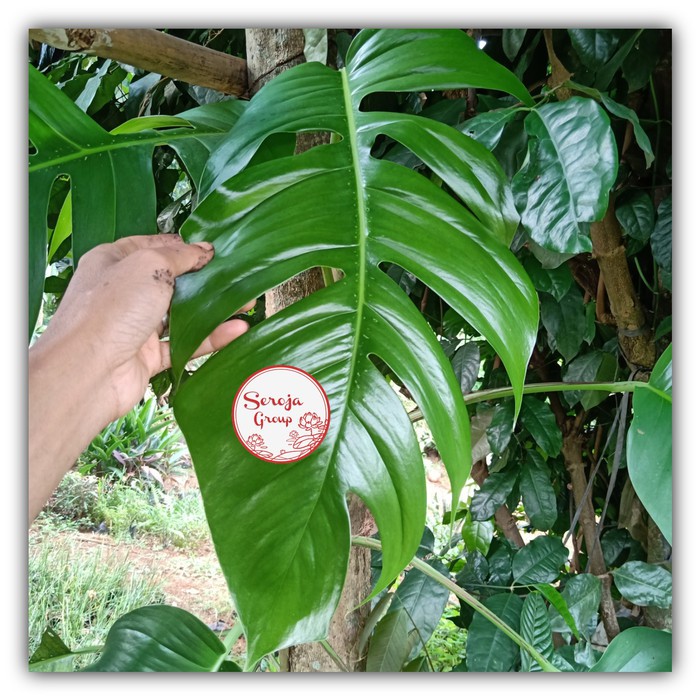 Tanaman Monstera Epipremnum Pinnatum Cebublue Monstera King