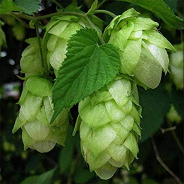 Humulus Lupulus Hops