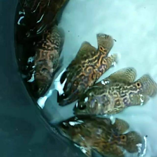 Ikan oscar batik 10cm untuk aquarium