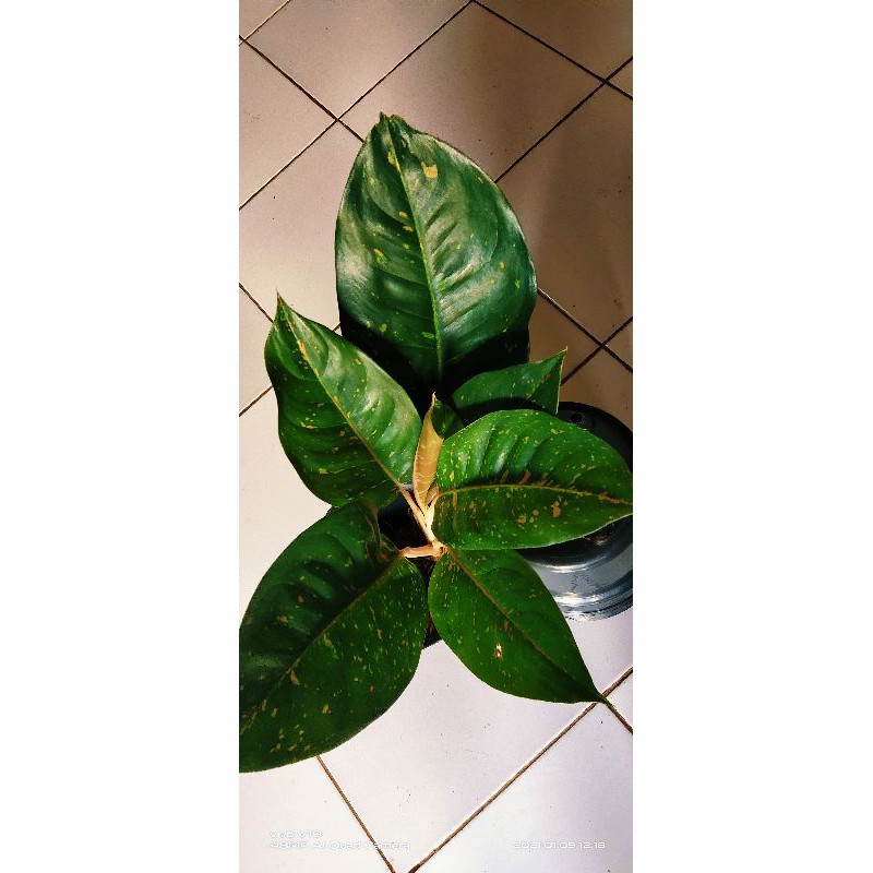 gren lulaywan  bigroy hijau