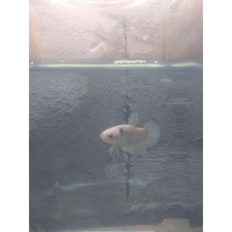 ikan cupang blue rim