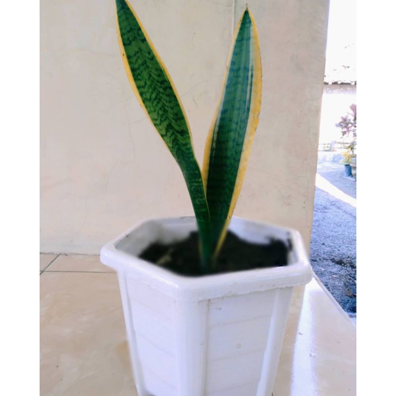 sensivera lidah mertua