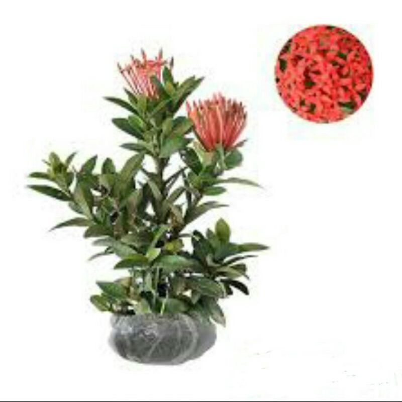 Tanaman soka jepang bunga merah