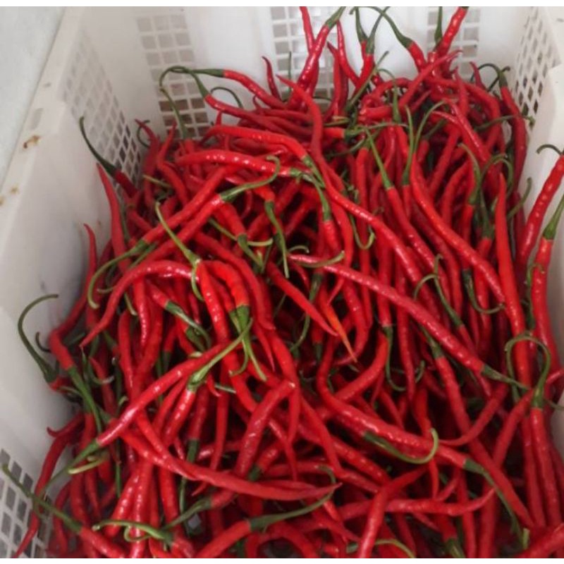 

Cabai Merah Keriting