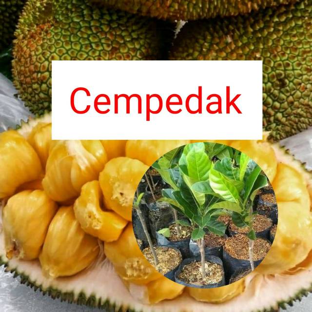 Bibit Cempedak King