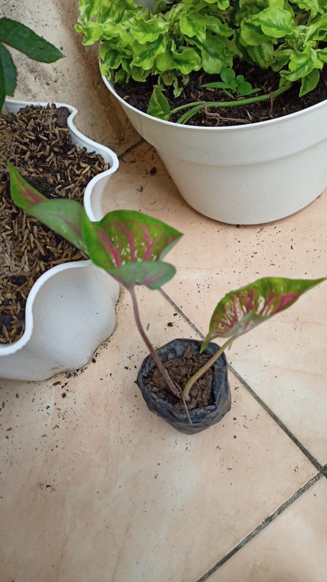 Keladi Lance Worthon / Wayang Merah Cantik Dewasa