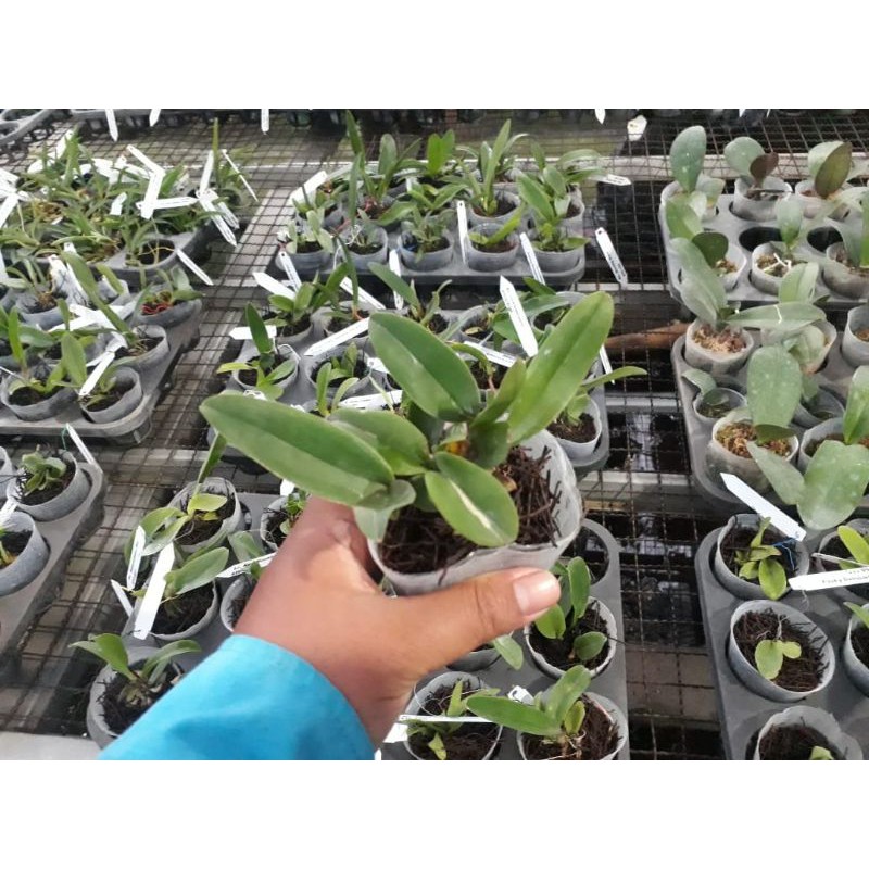 Cattleya Remaja Thailand Ragam ID || Anggrek Cattleya